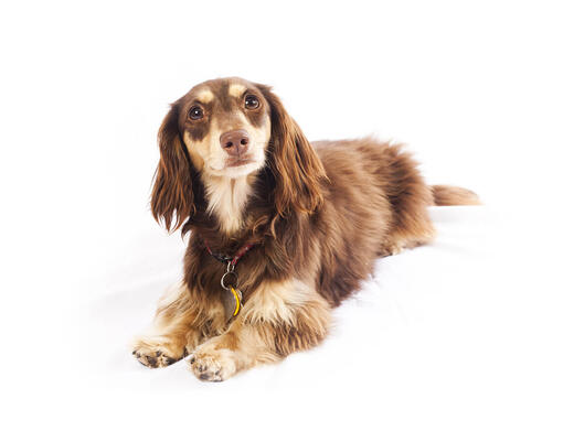 Cream wire haired sales dachshund